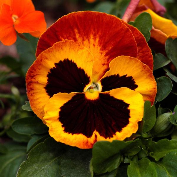 AcquaGarden Outdoor Plants Pansy 'Fire Surprise'