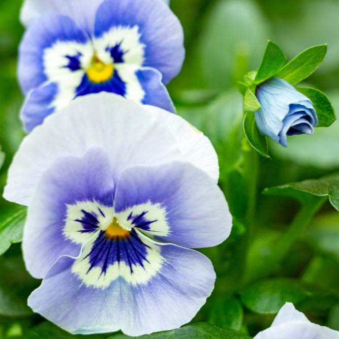 AcquaGarden Outdoor Plants Pansy 'Inspire Blue Angel'