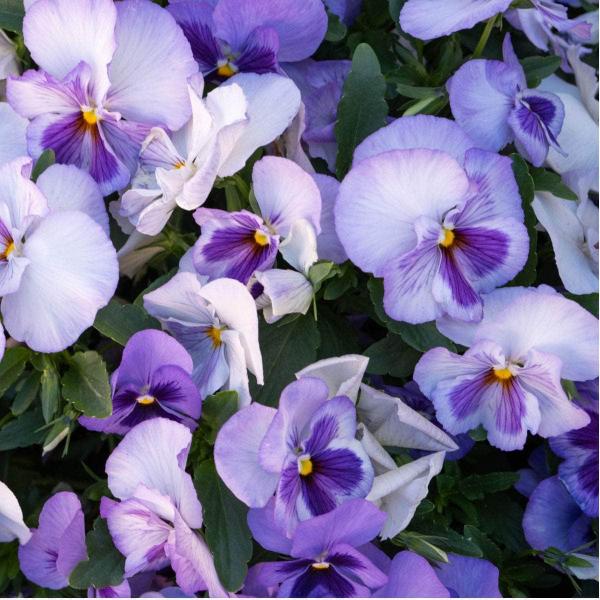 AcquaGarden Outdoor Plants Pansy 'Lavender Surprise'