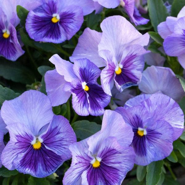 AcquaGarden Outdoor Plants Pansy 'Lavender Surprise'