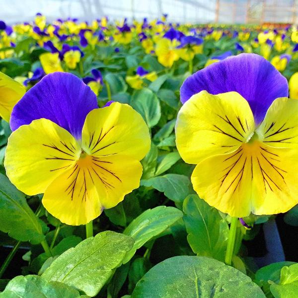 AcquaGarden Outdoor Plants Pansy 'Morpheus'