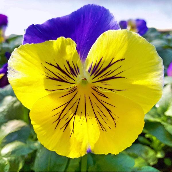AcquaGarden Outdoor Plants Pansy 'Morpheus'