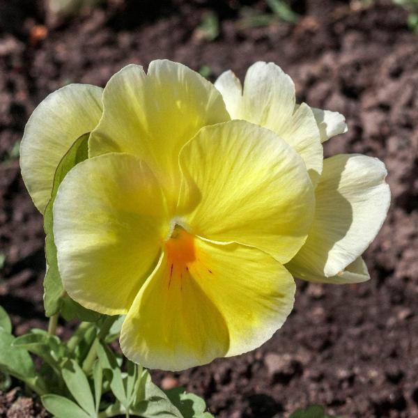 AcquaGarden Outdoor Plants Pansy 'Pure Primrose'