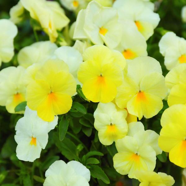 AcquaGarden Outdoor Plants Pansy 'Pure Primrose'