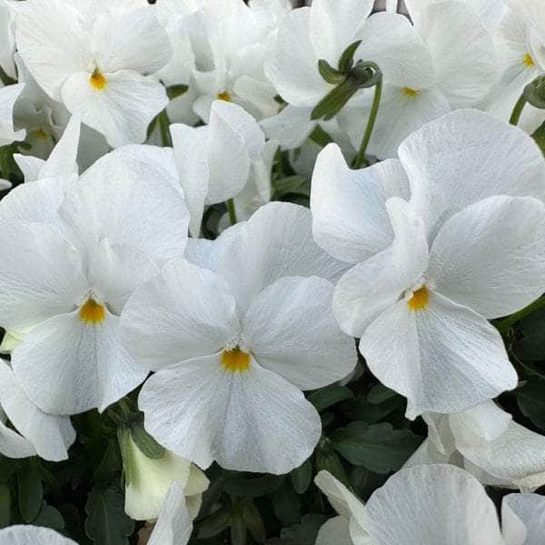 AcquaGarden Outdoor Plants Pansy 'Pure White'