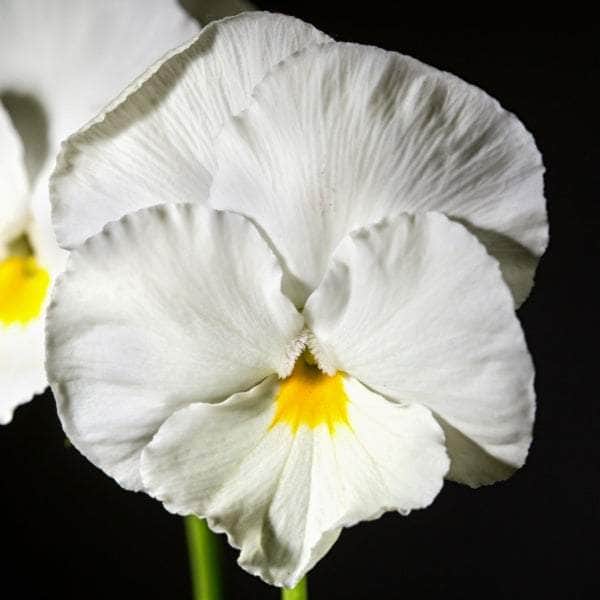 AcquaGarden Outdoor Plants Pansy 'Pure White'