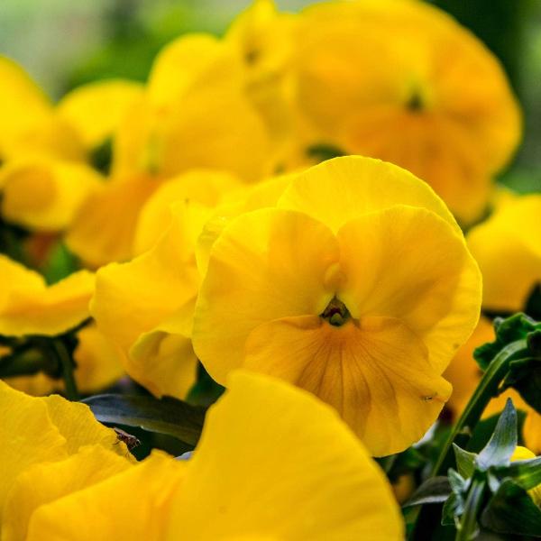 AcquaGarden Outdoor Plants Pansy 'Pure Yellow'