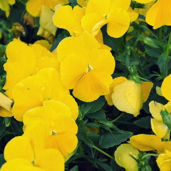 AcquaGarden Outdoor Plants Pansy 'Pure Yellow'