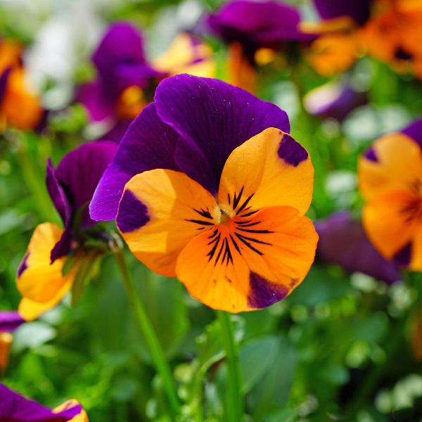 AcquaGarden Outdoor Plants Pansy 'Purple and Orange'