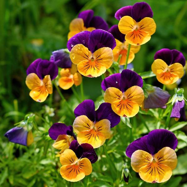 AcquaGarden Outdoor Plants Pansy 'Purple and Orange'