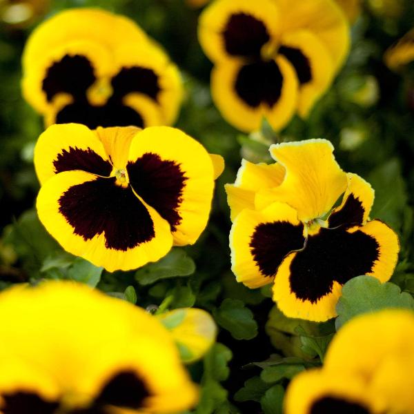 AcquaGarden Outdoor Plants Pansy 'Yellow Blotch'