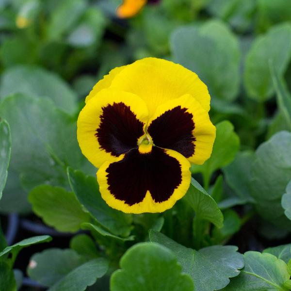 AcquaGarden Outdoor Plants Pansy 'Yellow Blotch'