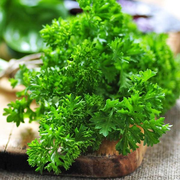 AcquaGarden Outdoor Plants Parsley 'Krausa'