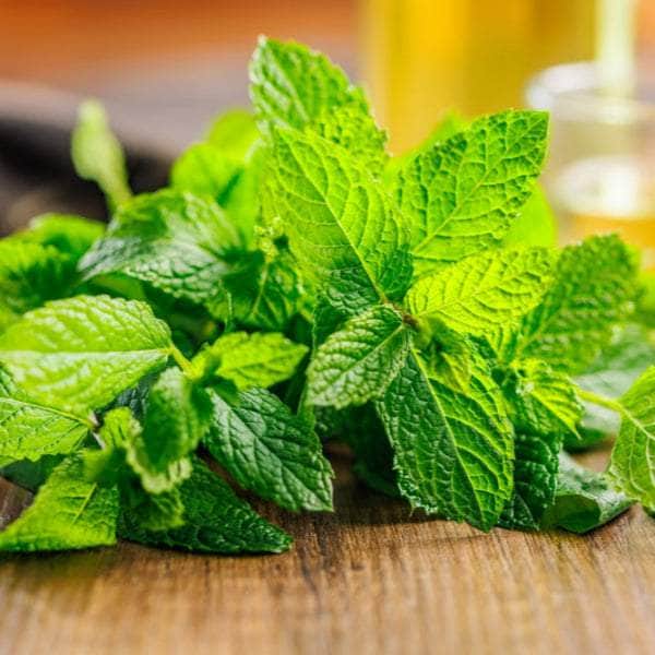 AcquaGarden Outdoor Plants Peppermint