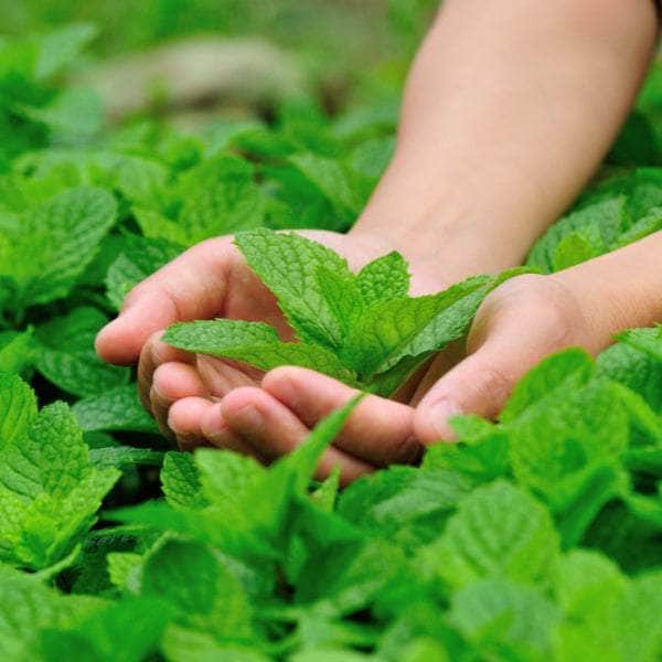 AcquaGarden Outdoor Plants Peppermint