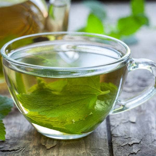 AcquaGarden Outdoor Plants Peppermint