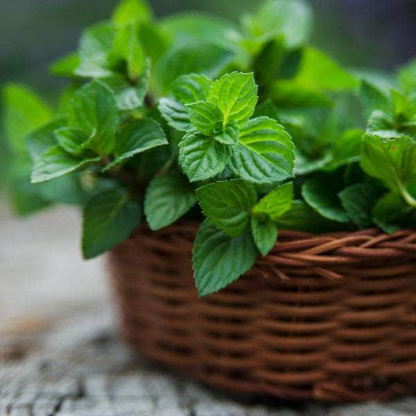 AcquaGarden Outdoor Plants Peppermint