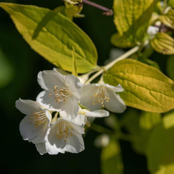 AcquaGarden Outdoor Plants Philadelphus Mock Orange