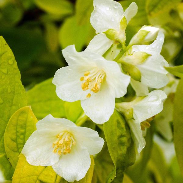 AcquaGarden Outdoor Plants Philadelphus Mock Orange