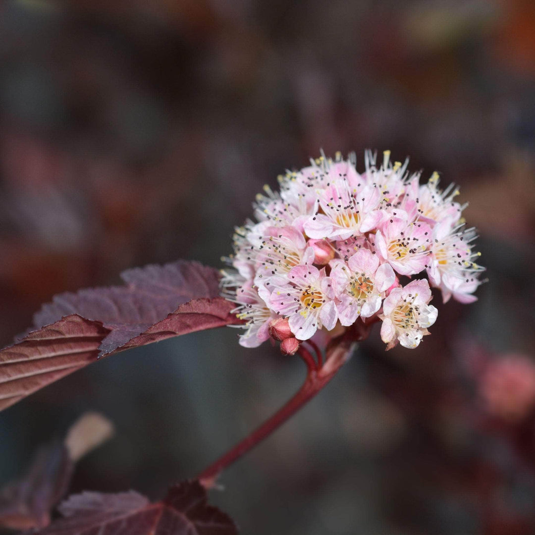 AcquaGarden Outdoor Plants Physocarpus 'Red Baron