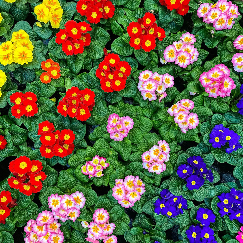 AcquaGarden Outdoor Plants Polyanthus 'Stella Mix'