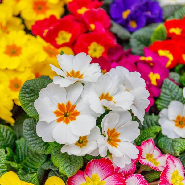 AcquaGarden Outdoor Plants Polyanthus 'Stella Mix'