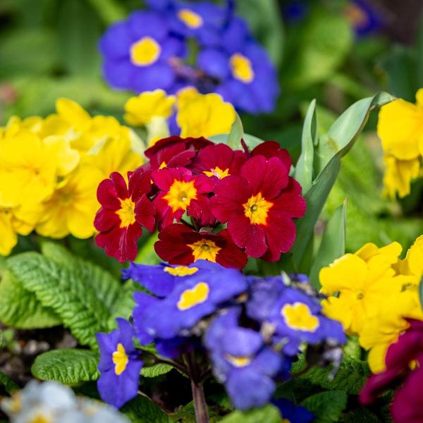 AcquaGarden Outdoor Plants Polyanthus 'Stella Mix'