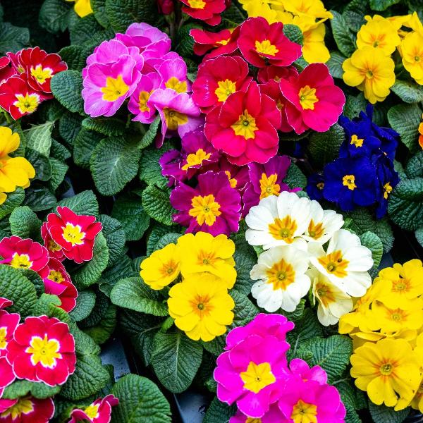 AcquaGarden Outdoor Plants Polyanthus 'Stella Mix'