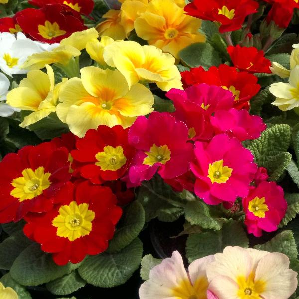 AcquaGarden Outdoor Plants Primula 'Husky Mix'