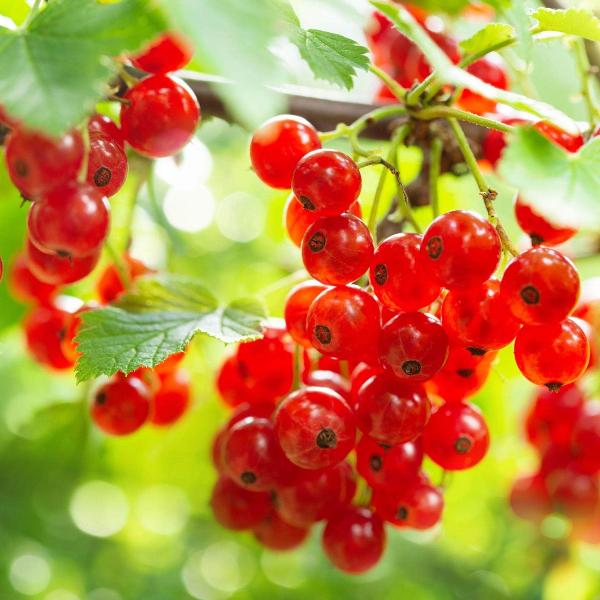 AcquaGarden Outdoor Plants Redcurrant 'Redlake'