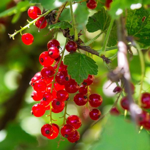 AcquaGarden Outdoor Plants Redcurrant 'Redlake'