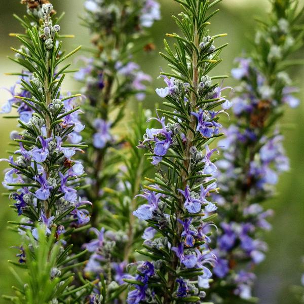 AcquaGarden Outdoor Plants Rosemary 'Mrs Jessops'