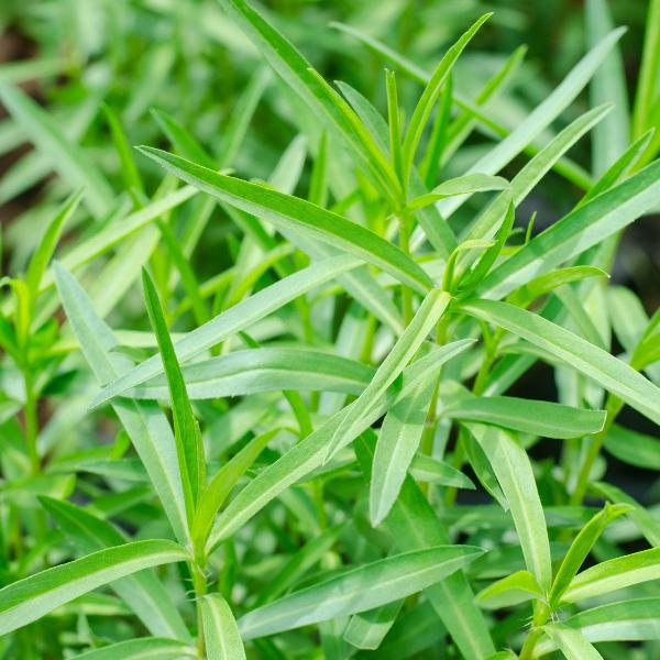 AcquaGarden Outdoor Plants Russian Tarragon