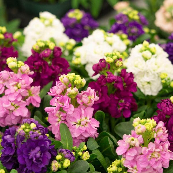 AcquaGarden Outdoor Plants Stocks 'East Lothian'