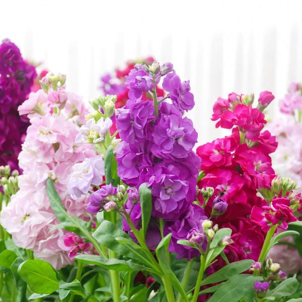 AcquaGarden Outdoor Plants Stocks 'East Lothian'