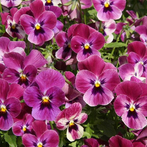 AcquaGarden Outdoor Plants Viola 'Antique Shades'