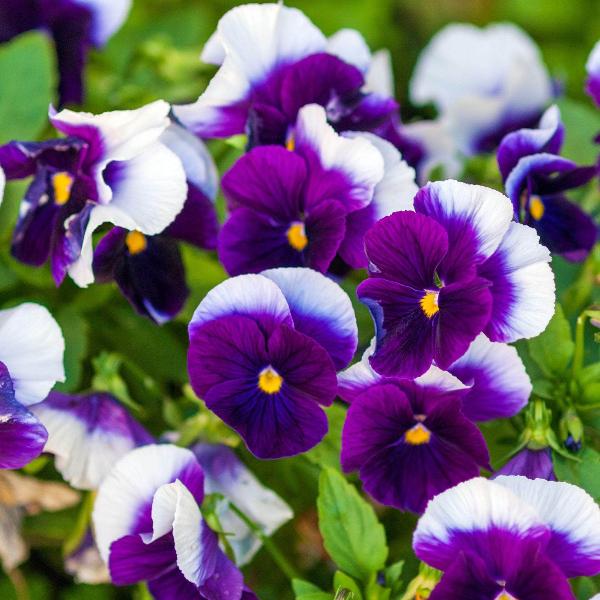 AcquaGarden Outdoor Plants Viola 'Beaconsfield'