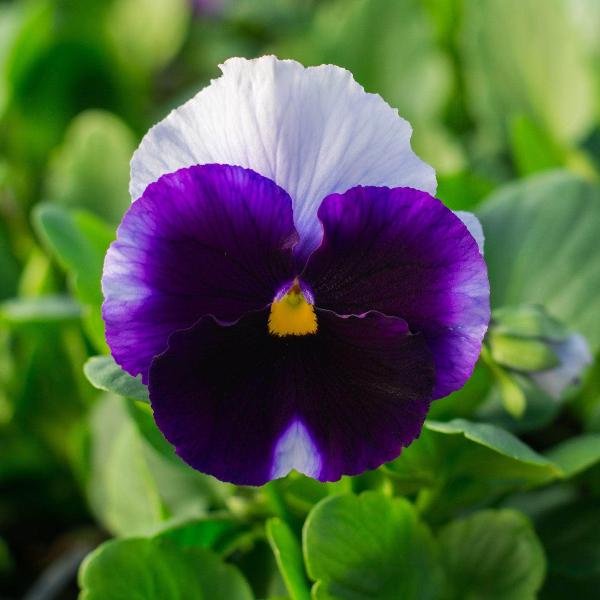 AcquaGarden Outdoor Plants Viola 'Beaconsfield'