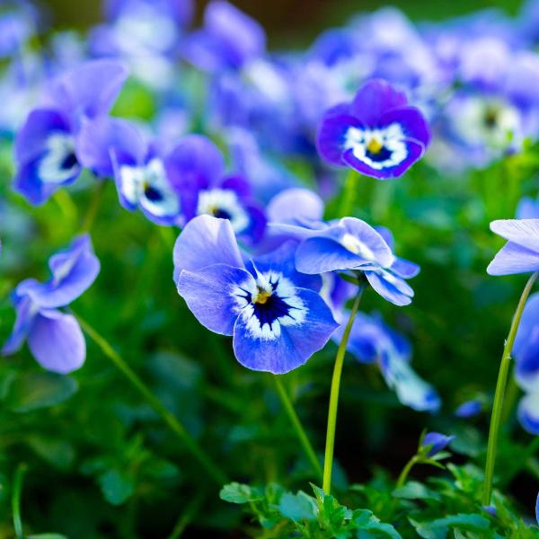 AcquaGarden Outdoor Plants Viola 'Delf Blue'
