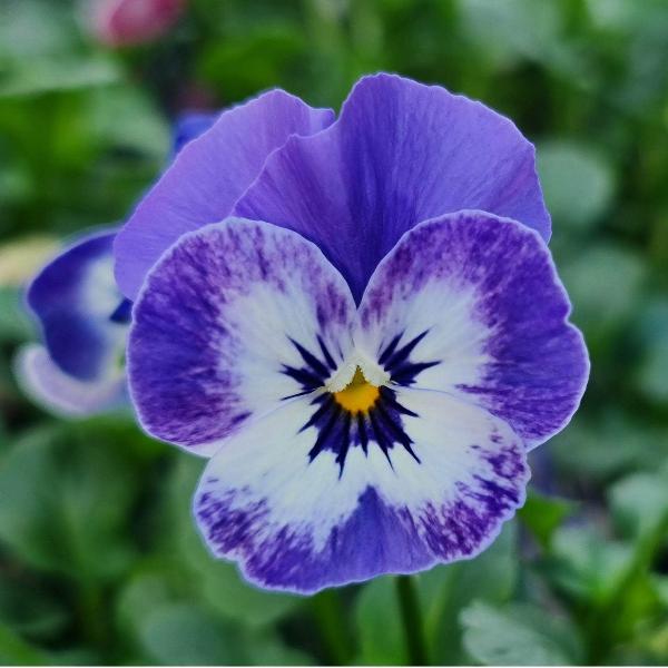 AcquaGarden Outdoor Plants Viola 'Delf Blue'