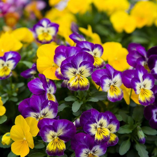 AcquaGarden Outdoor Plants Viola 'Happy Faces'