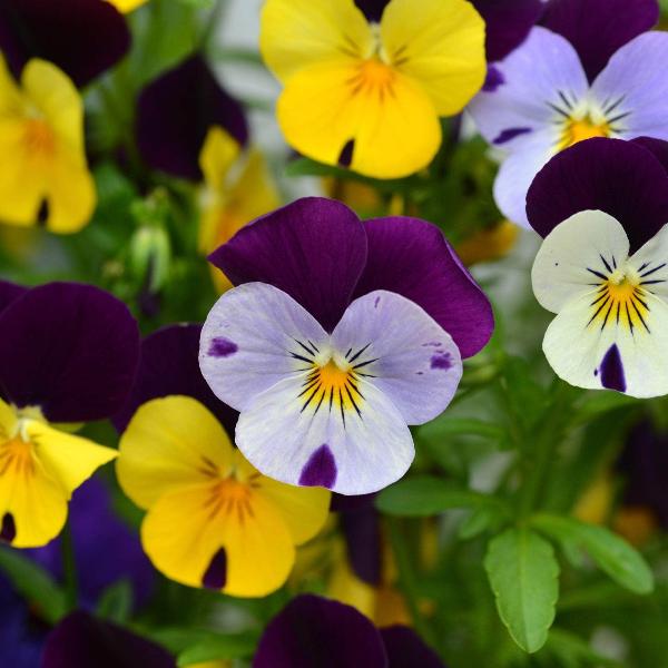 AcquaGarden Outdoor Plants Viola 'Mixed'