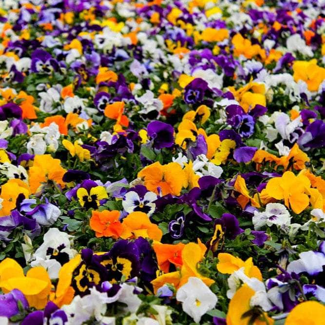 AcquaGarden Outdoor Plants Viola 'Sorbet Mixed'