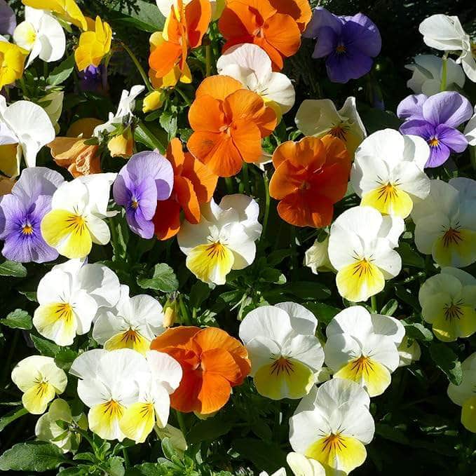 AcquaGarden Outdoor Plants Viola 'Sorbet Mixed'