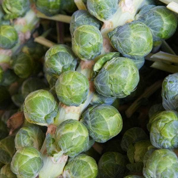 AcquaGarden Plants Brussels Sprouts