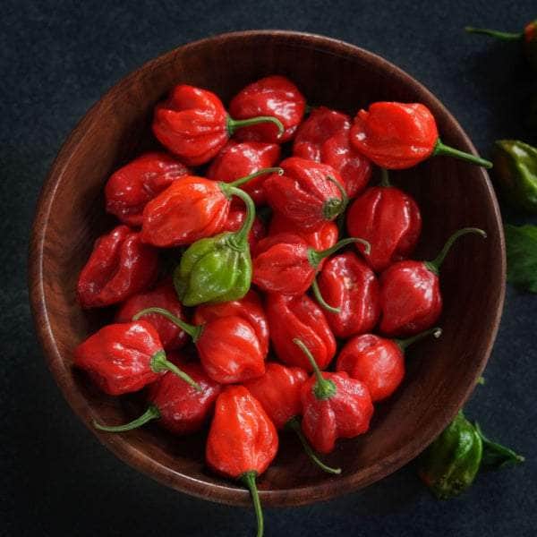 AcquaGarden Plants Chilli Plants Multi-Pack 2 – Mixed Varieties - 6 x Full Plants