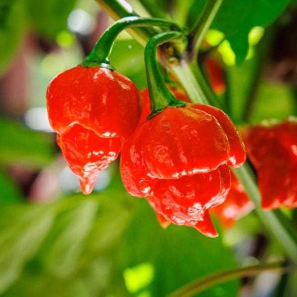 AcquaGarden Plants Chilli Plants Multi-Pack 2 – Mixed Varieties - 6 x Full Plants