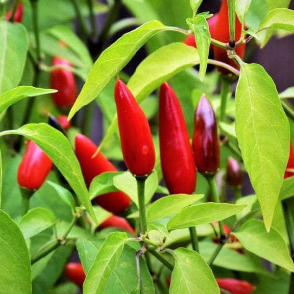AcquaGarden Plants Chilli Plug Plants Multi-Pack 2 – Mixed Varieties - 24 x Plug Plants