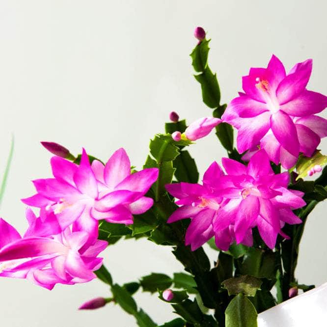 AcquaGarden Plants Christmas Cactus 'Purple Dancer'