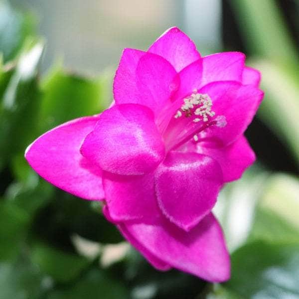 AcquaGarden Plants Christmas Cactus 'Purple Dancer'